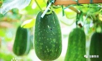 隔窗吃瓜,揭秘邻里间的趣味生活瞬间