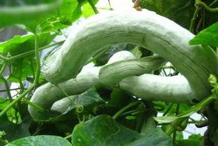 蛇瓜嫩尖怎么吃,蛇瓜嫩尖的多样美味食用指南