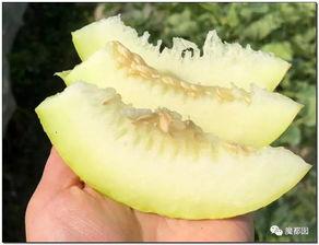 下田吃瓜,探寻下田吃瓜的乡村风情