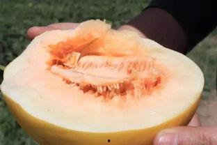 睡前吃半个蜜瓜,睡前蜜瓜助眠小秘诀