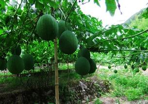 赤峰吊瓜怎么吃