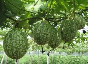 赤峰吊瓜怎么吃