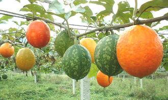 赤峰吊瓜怎么吃