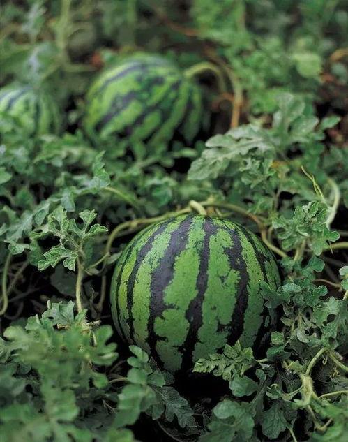 开锁遇到吃瓜现场