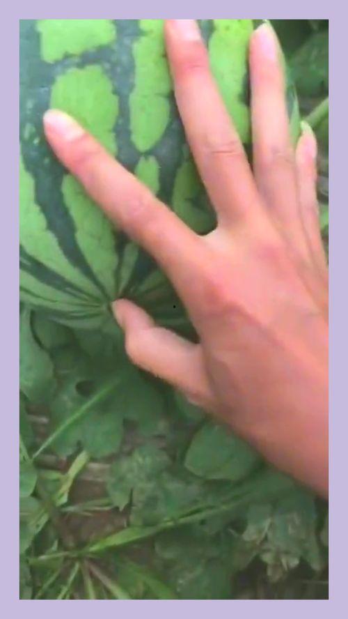 借个刀吃瓜,揭秘娱乐圈背后的权力游戏