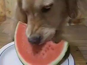 汪小盒吃瓜