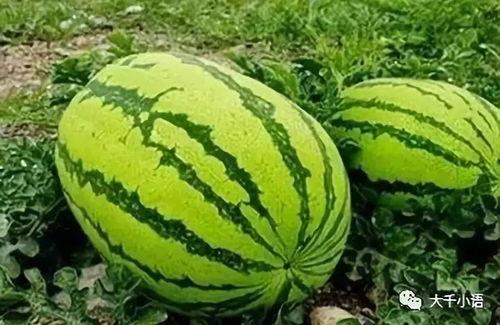 可以在哪吃瓜,吃瓜群众的秘密聚集地