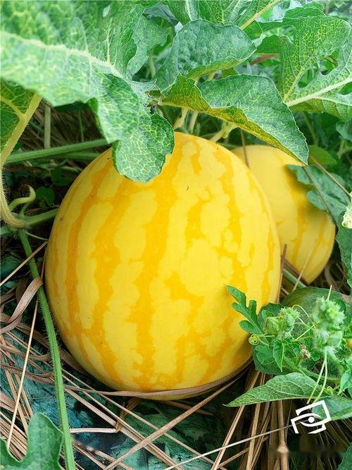 群众吃海瓜视频,群众共享的海鲜美味瞬间