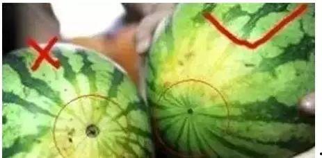吃瓜正确姿态