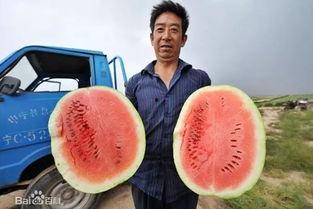 新泰吃瓜哪家强,揭秘哪家瓜最香甜