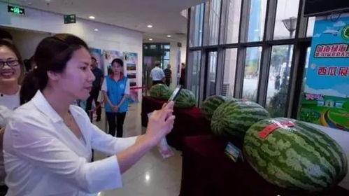 新泰吃瓜哪家强,揭秘哪家瓜最香甜