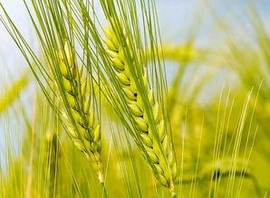 孕妇可以吃小麦瓜,小麦瓜，营养美味两不误