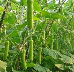 瓠瓜哪里吃,瓠瓜哪里吃，美味尽在其中